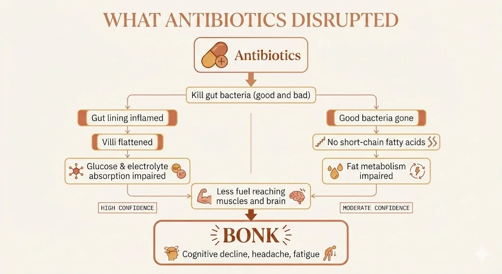What antibiotics disrupted
