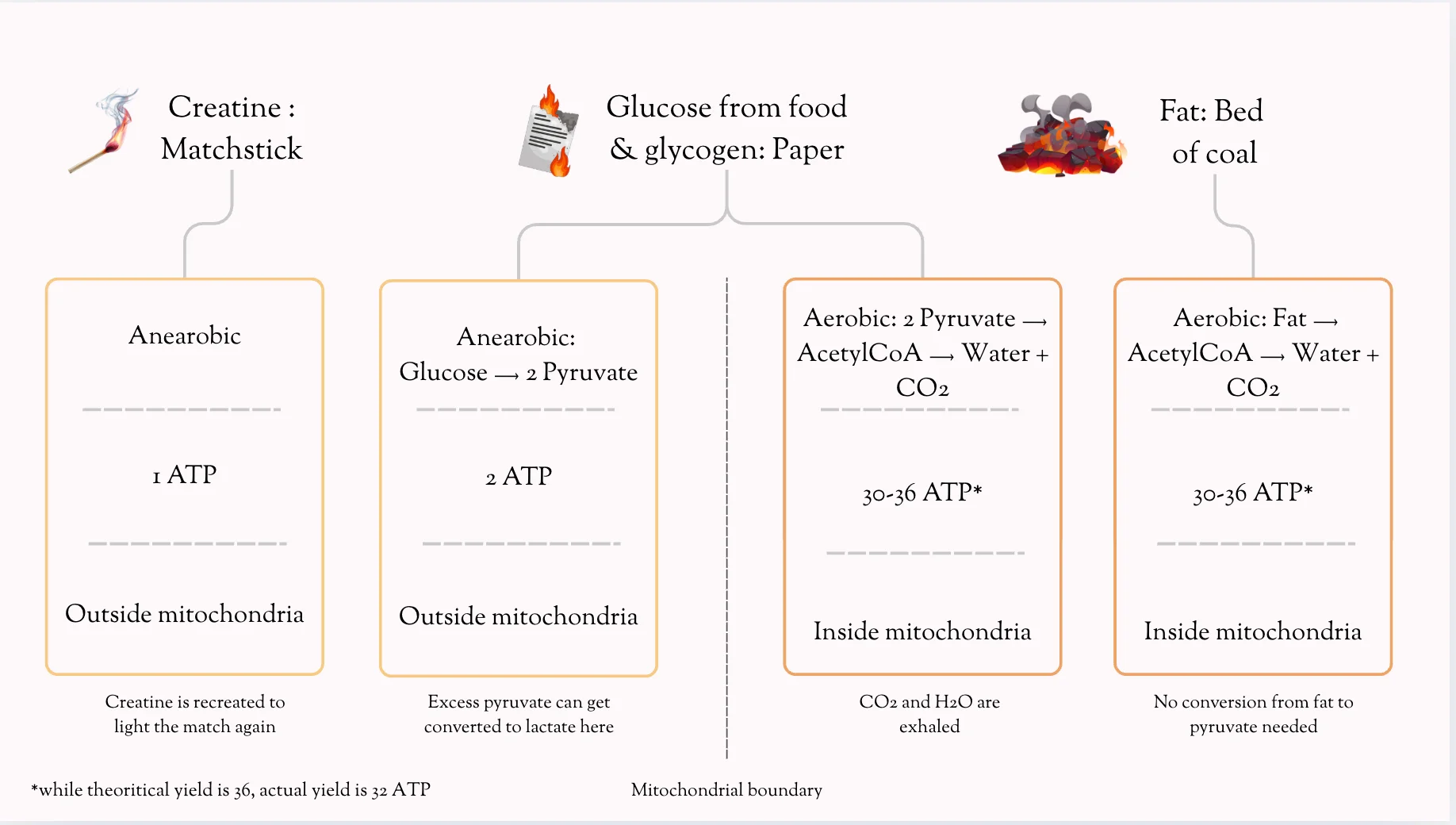 Fuel hierarchy showing creatine, glucose and fat